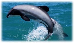 Hector's dolphin jumping