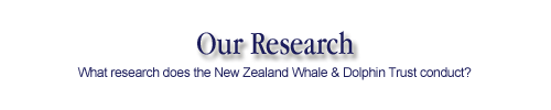 New Zealand Whale and Dolphin Trust research