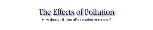 The effects of pollution on marine mammals