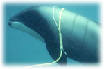 Hector's dolphin caught in gill net